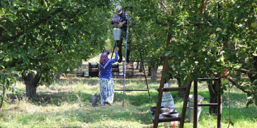 Bu sefer bereketli hasat yok: Zirai don vurdu, ağaçlar meyve vermedi! 1